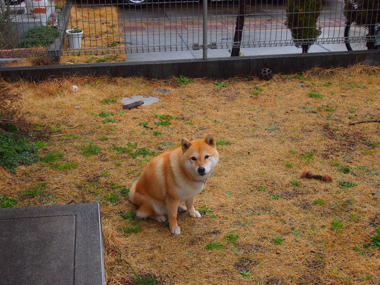 奥斯梅恩化身孤胆英雄，爱尔兰用古老战术给巴黎上了一课