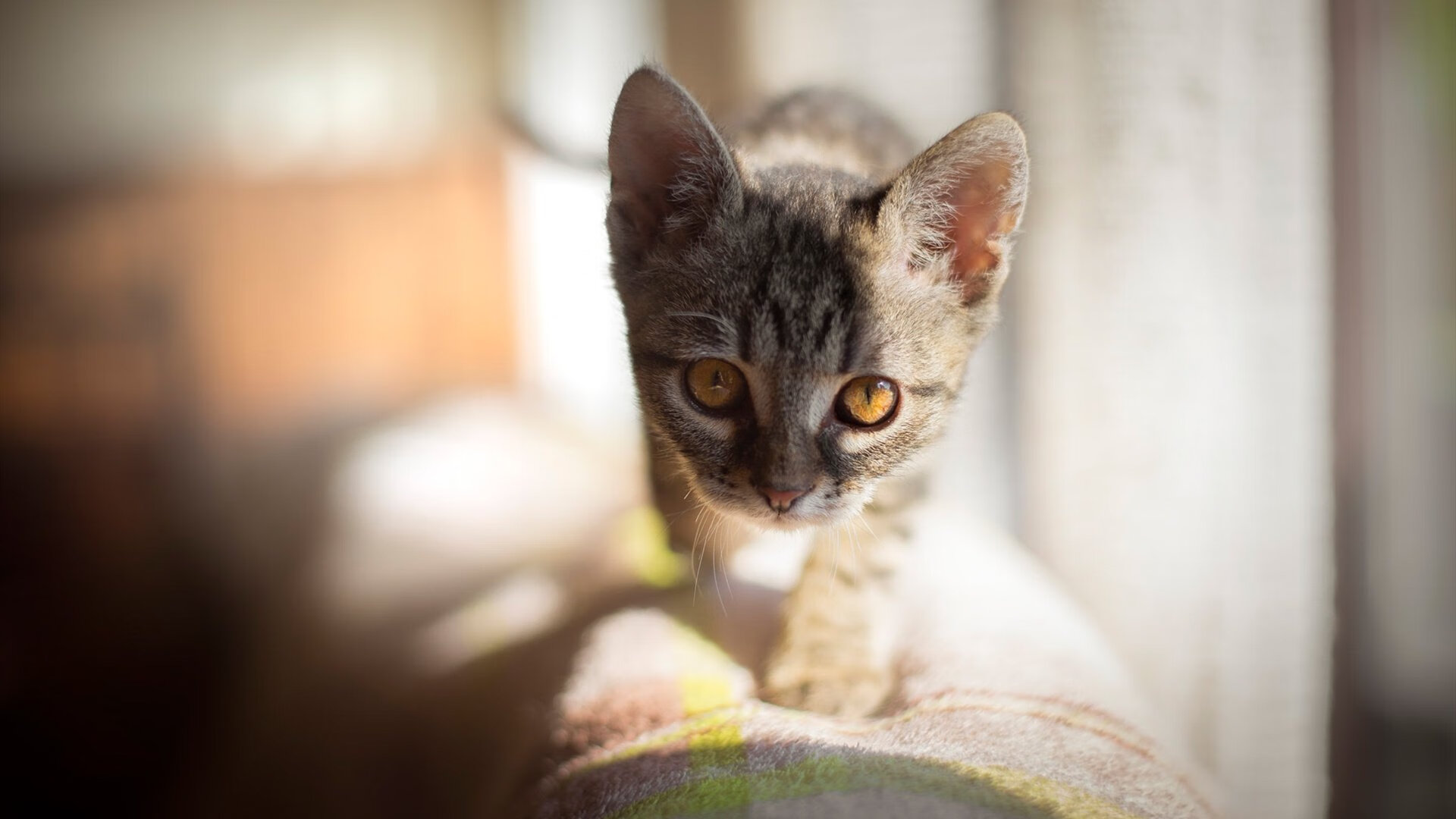 强压热火显峥嵘，福克斯运筹帷幄掌乾坤