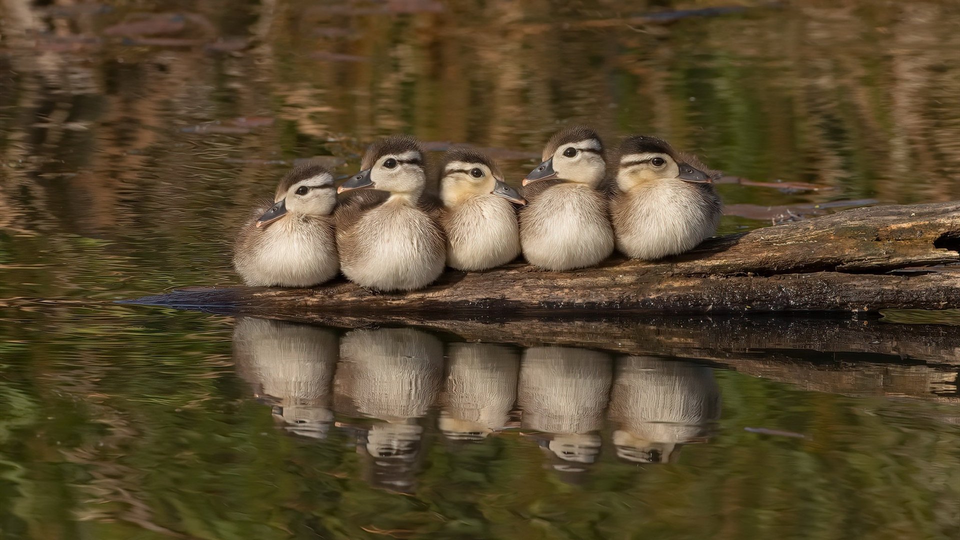 开云体育入口-拉梅洛关键进球定乾坤，NBA总决赛之夜的传奇时刻