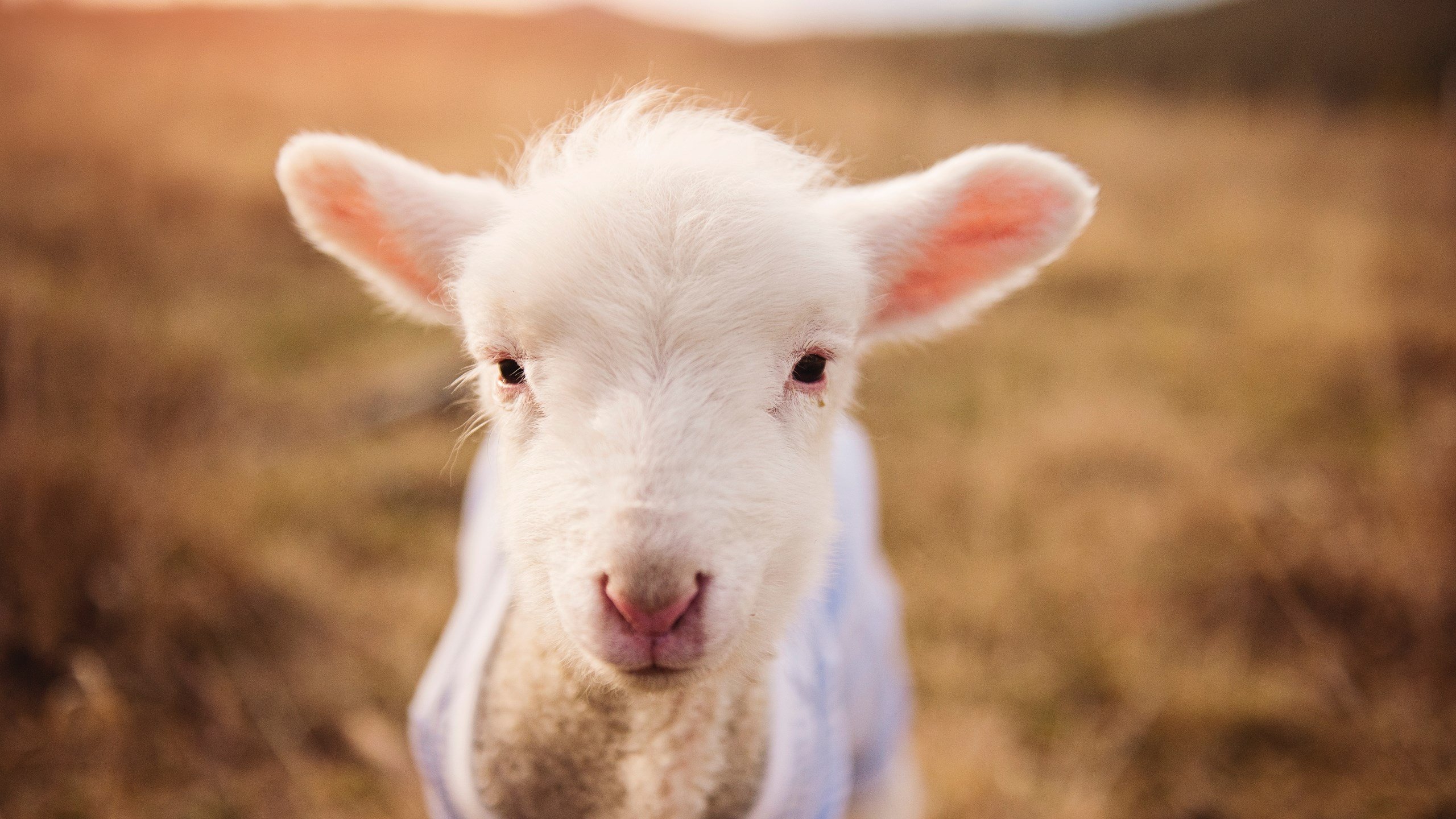 开云体育官方网站-克瓦拉茨赫利亚一剑封喉，乌拉圭险胜巴西引爆足坛