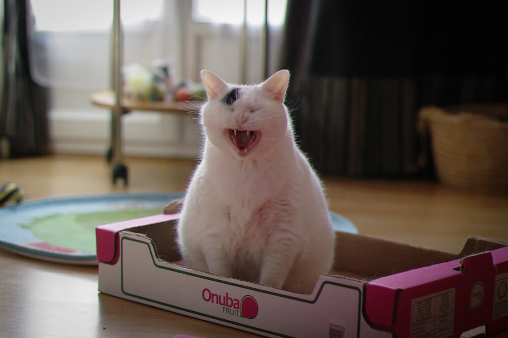 开云平台-东决焦点战，毕尔巴鄂硬仗取胜苏格兰，坚韧斗志铸就经典胜利