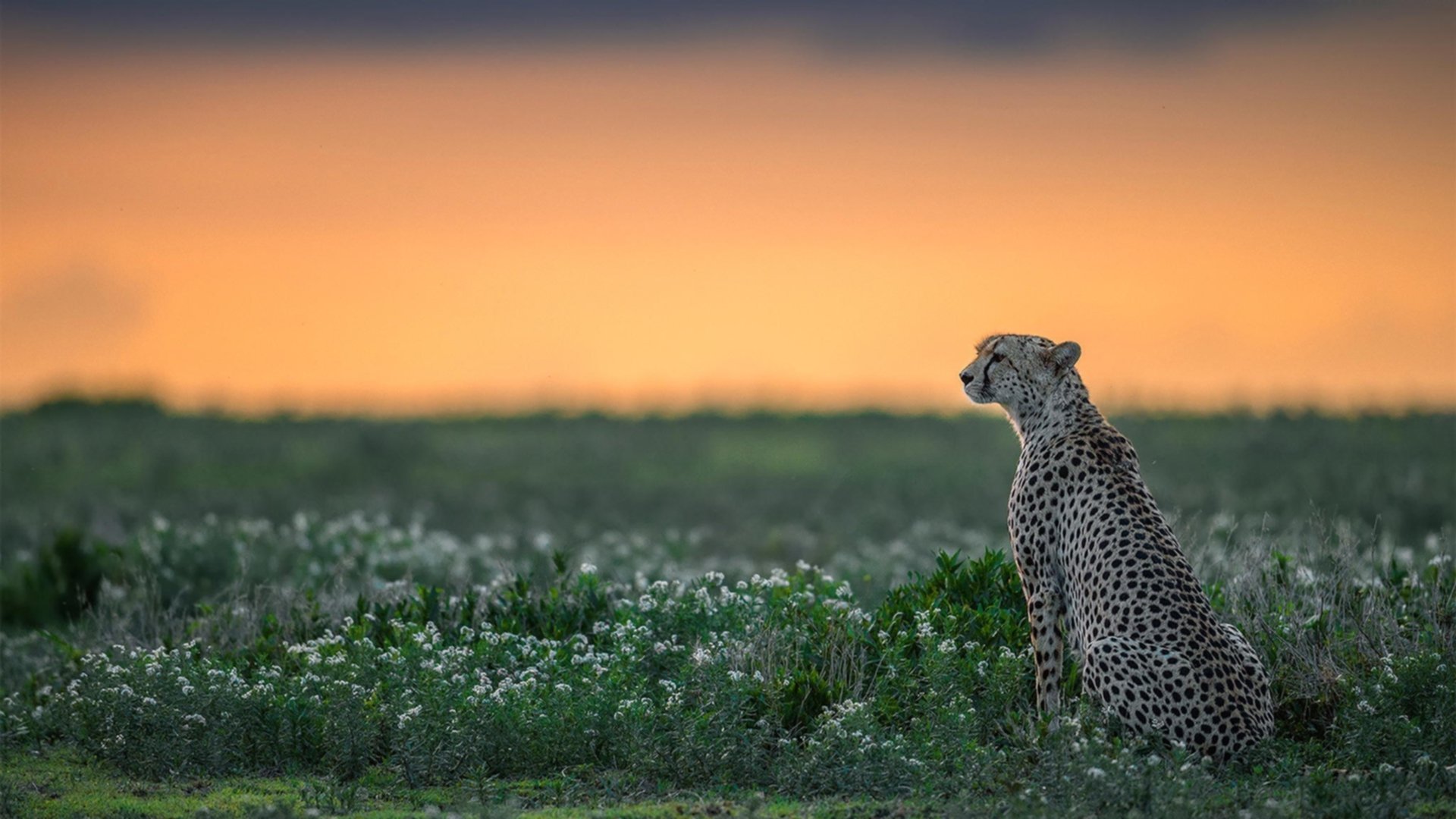 开云体育在线-战术压制与个人英雄，伊朗胜喀麦隆，卢卡库闪耀美加墨世界杯