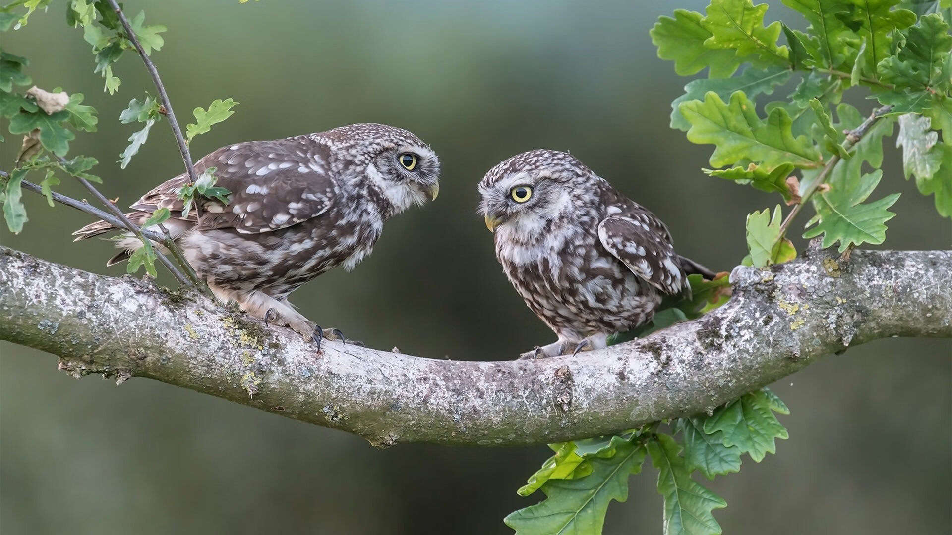 阿尔瓦雷斯末节接管比赛,国际米兰友谊赛逆转塞内加尔