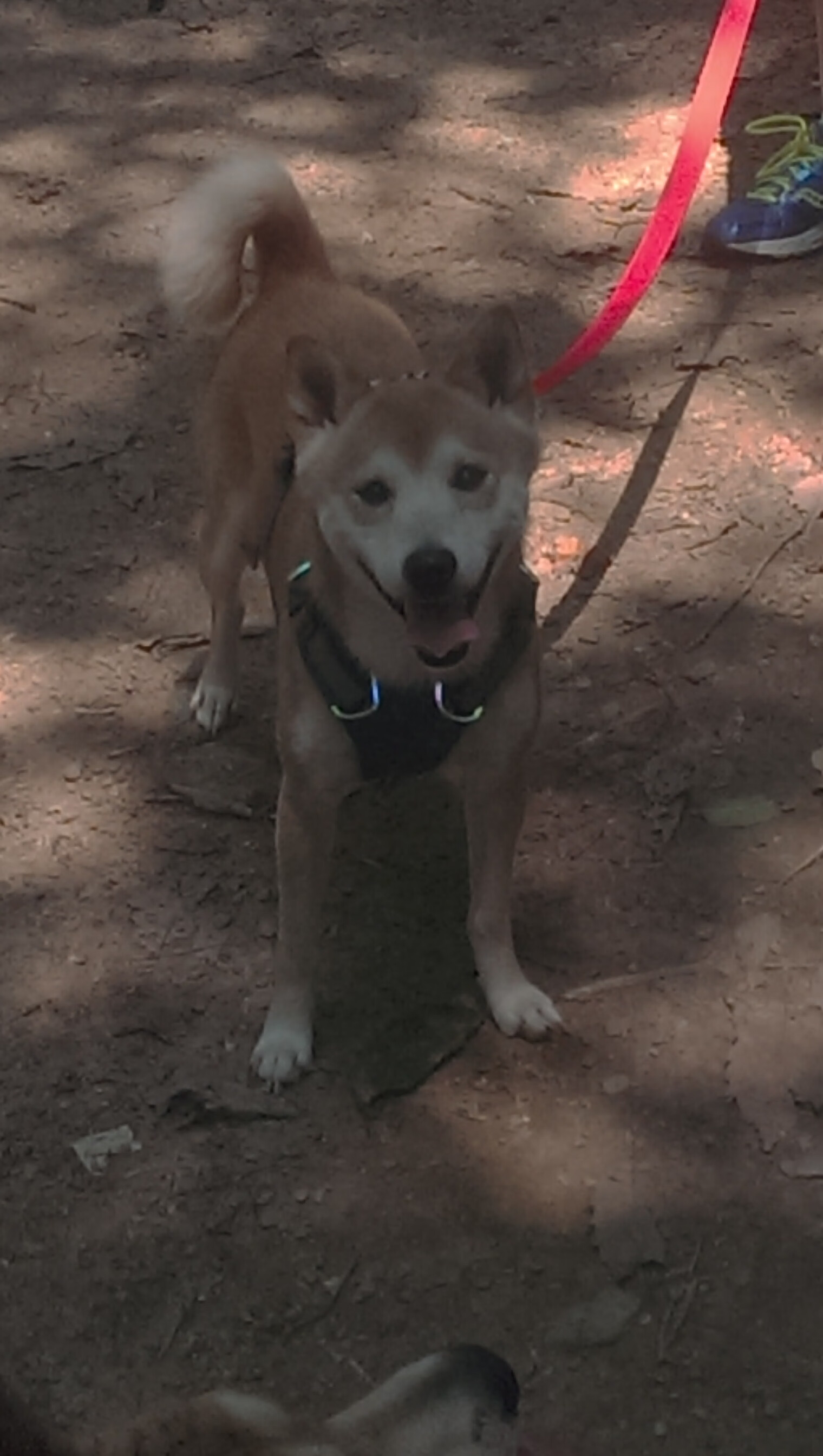 假若现实只是一面镜子，厄瓜多尔、厄德高与一场不可能的胜利