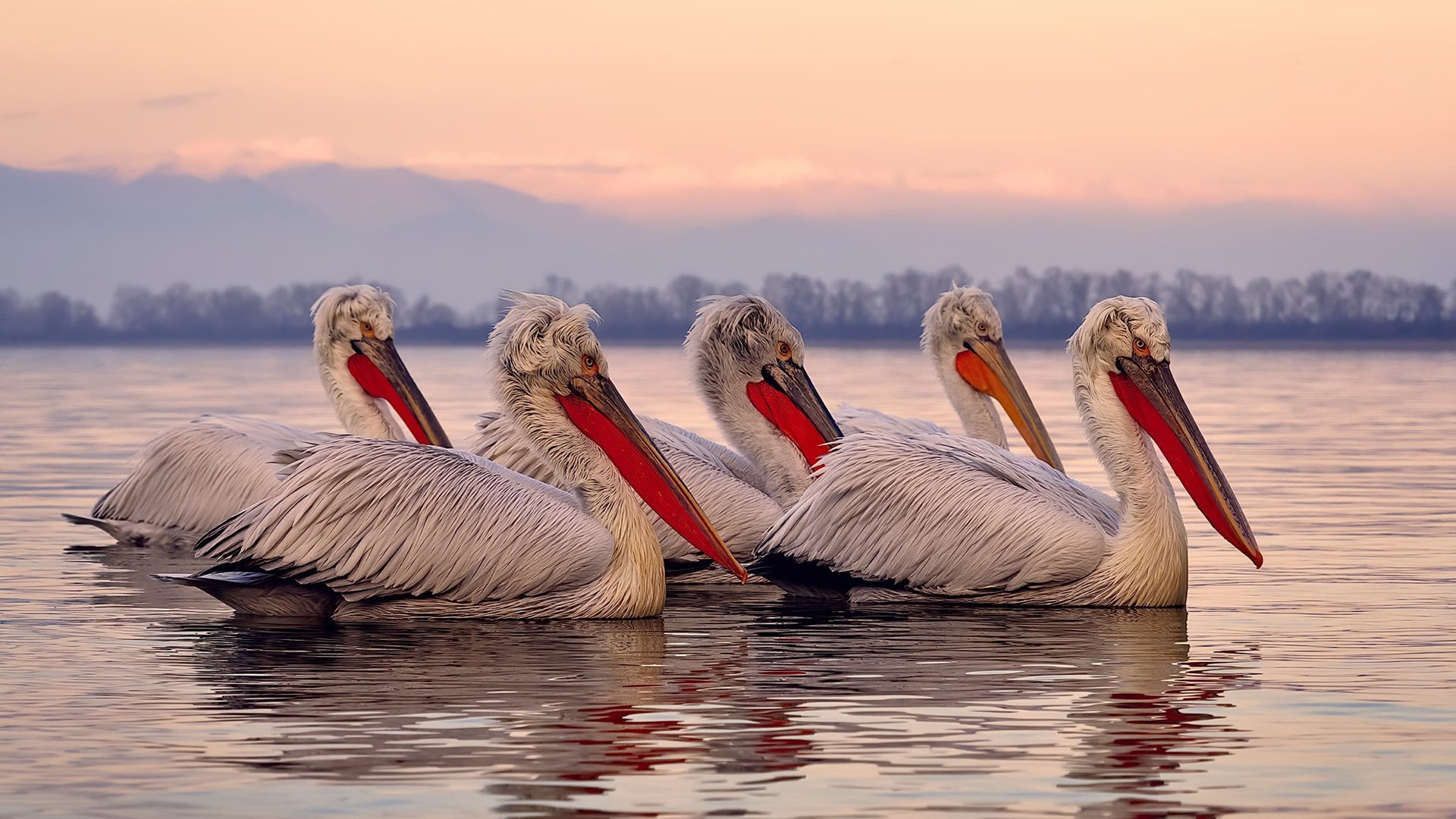 夜晚，灯光，与无法熄灭的心，维尼修斯在街道赛上演的沉默革命