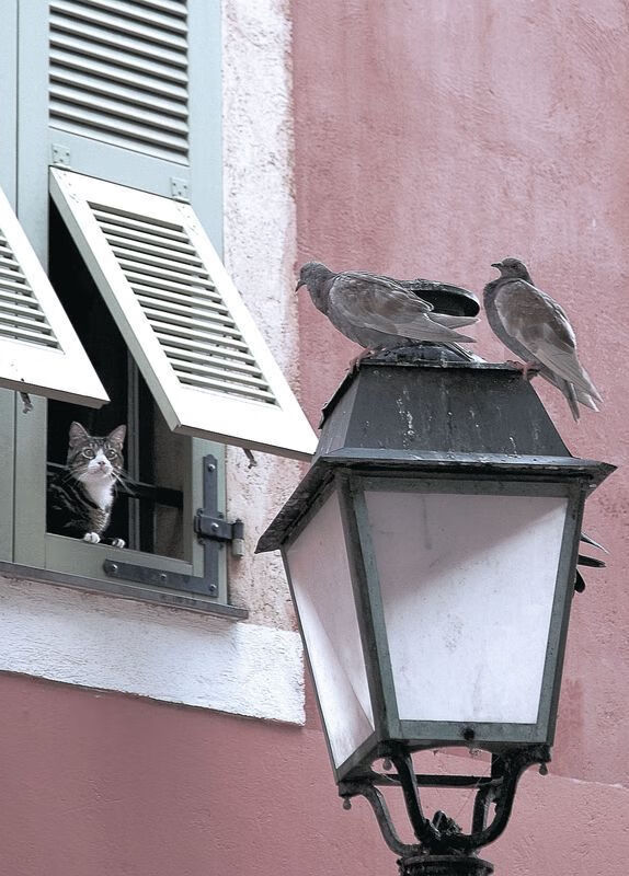 蓝鹰翱翔，蛇精灵折翼，一场颠覆预期的欧冠压制之战