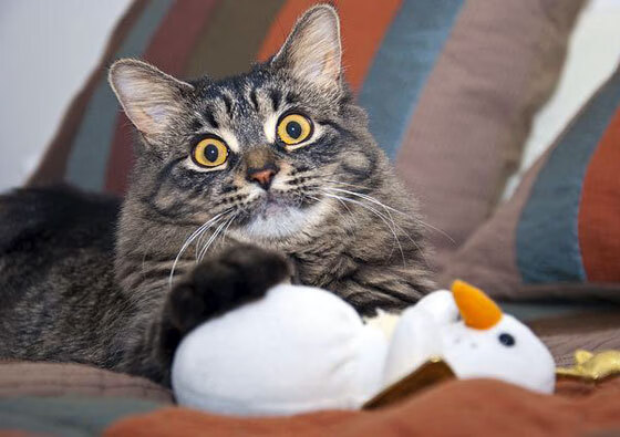 波兰鏖战哥伦比亚，托尼临危救主，成关键先生