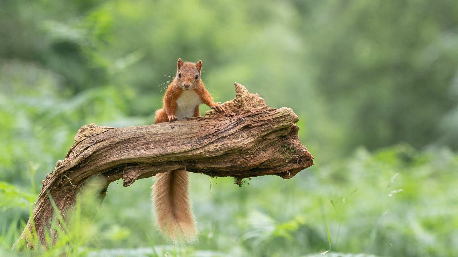 东方烈焰吞没红军，无名凯塞多一战封神