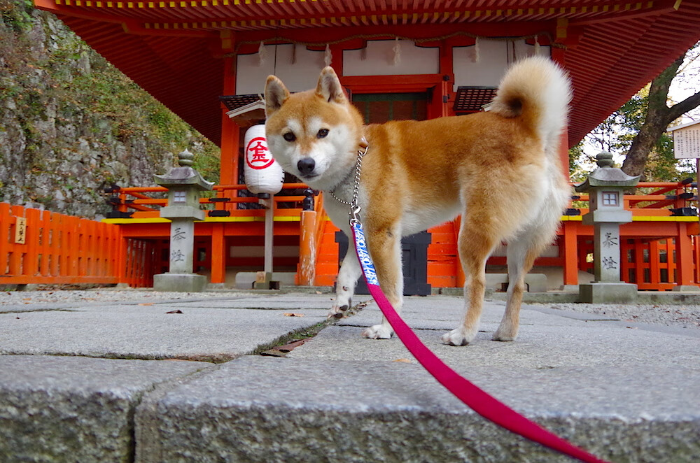 沉默的复仇，保罗·乔治淬火重铸的刀锋，步行者掀翻雷霆