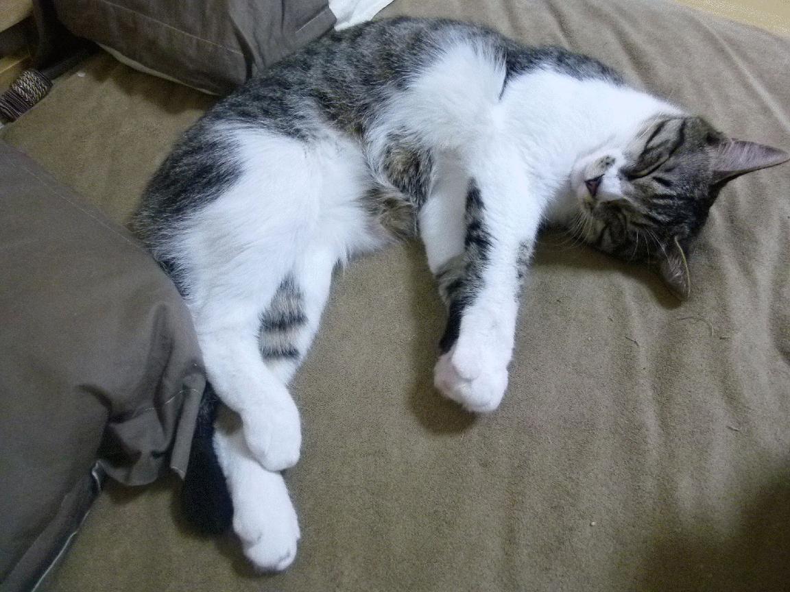 跨界时速，当瑞士足球遇见F1赛道，姆巴佩的双重征服