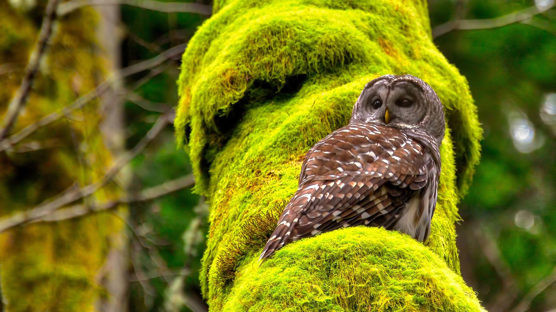 鹰击长空破重围！小贾伦·杰克逊化身关键先生扛起球队命运