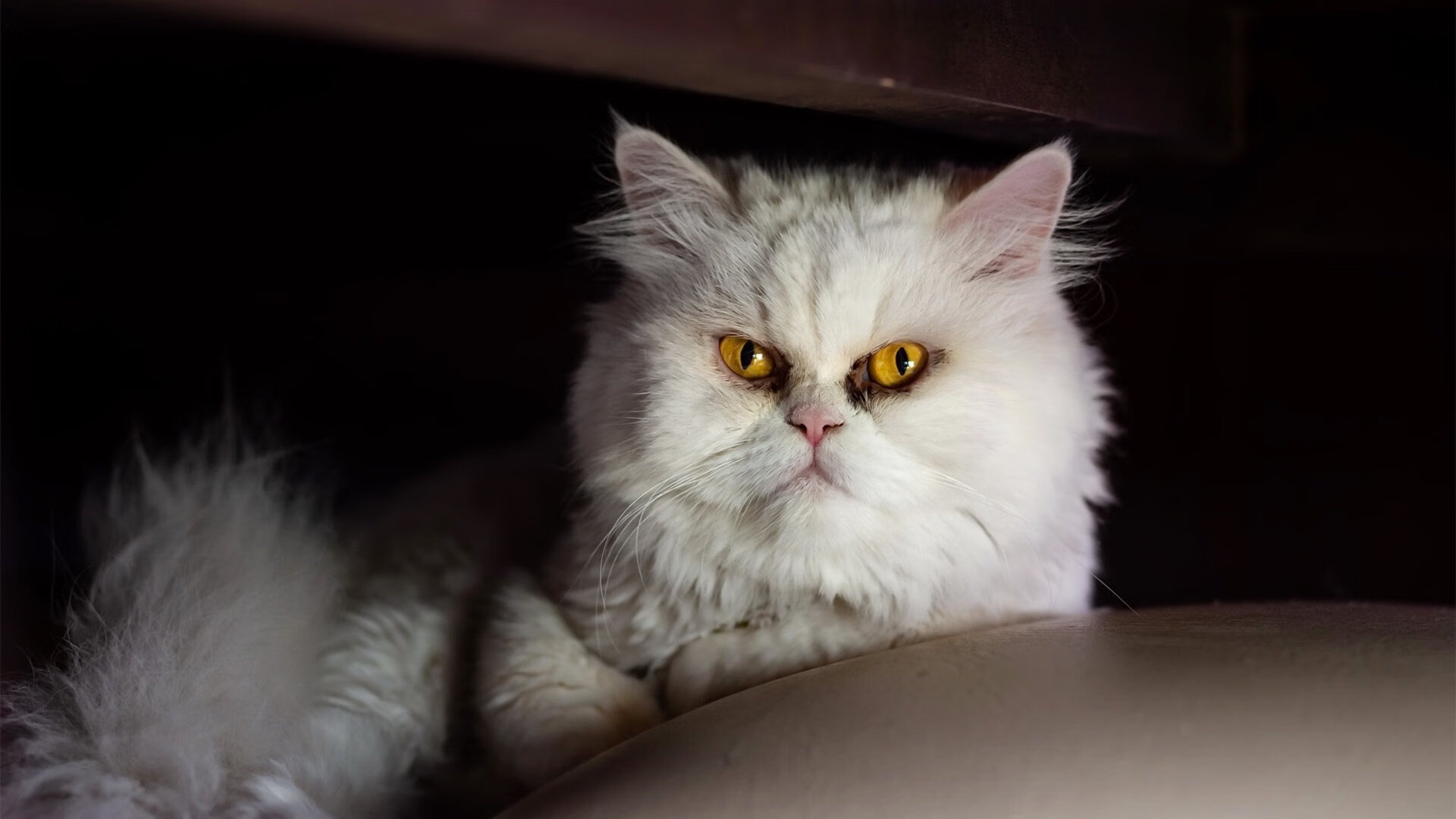 开云体育入口-年度焦点之战，加纳鏖战力克波兰，诠释硬仗真谛