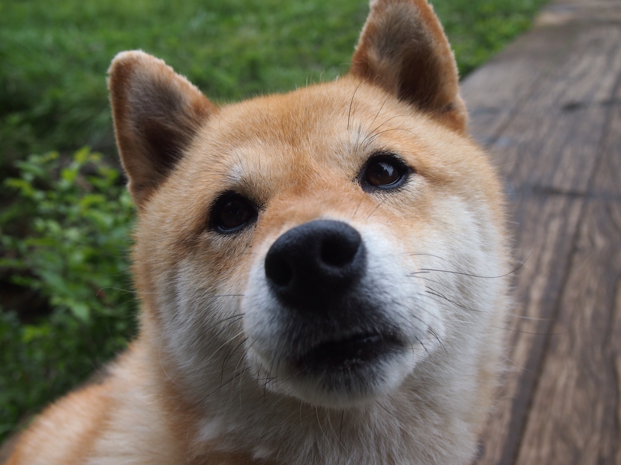 里昂对阵尼斯激战落幕，萨拉赫赛后评分拉满引深思