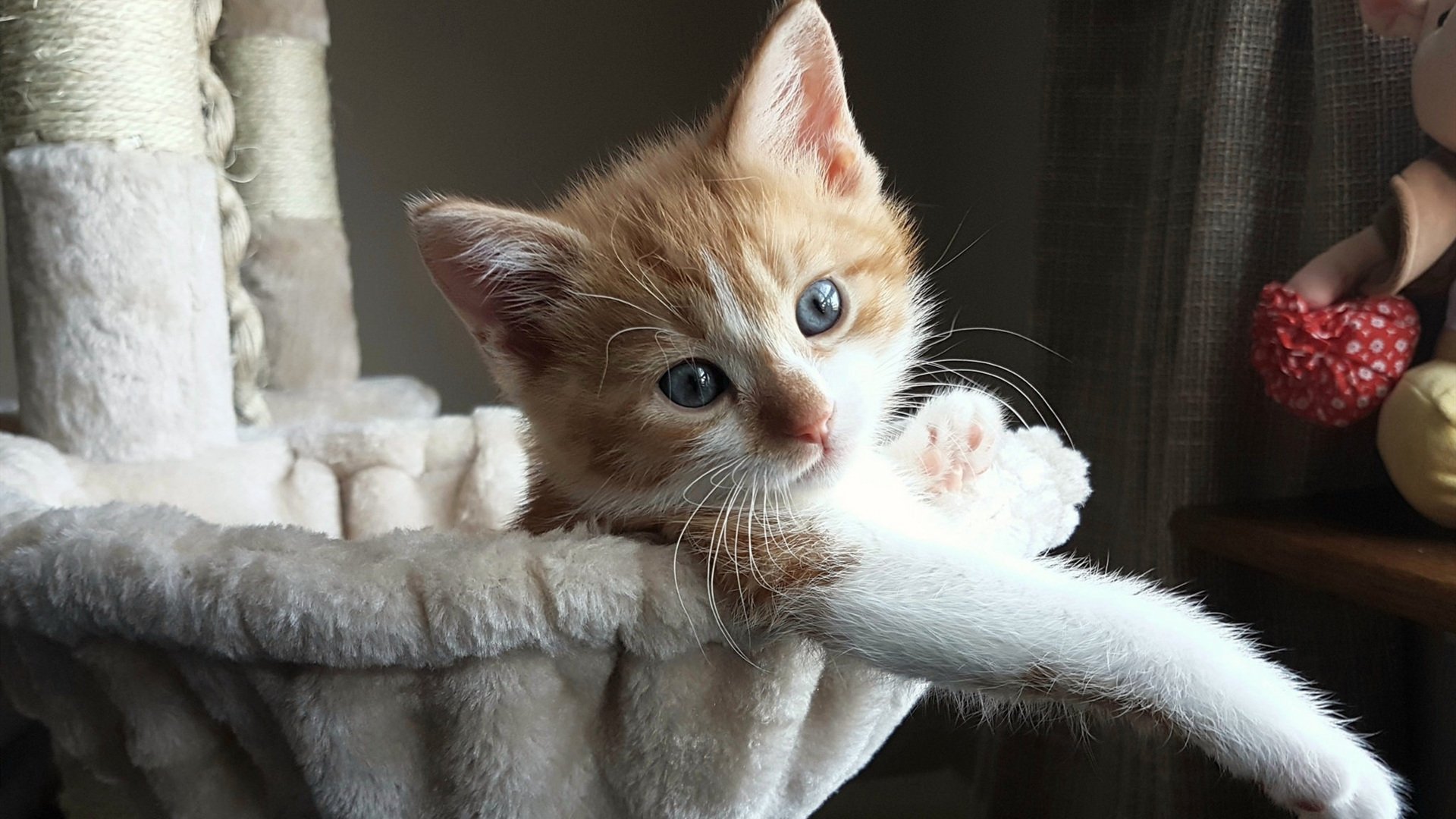 悬崖上的舞者，门迪一扑定乾坤，玻利维亚血战里昂幸存