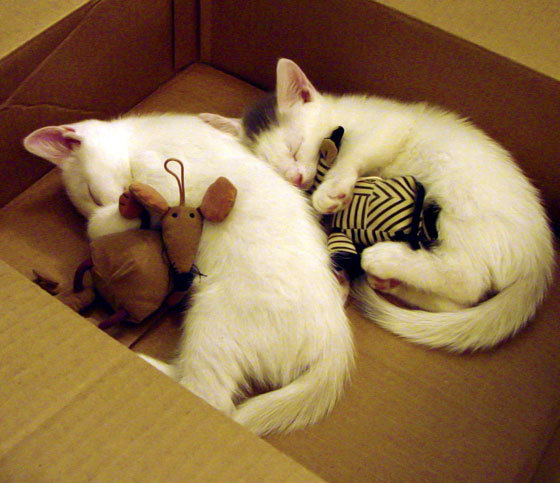 东决级别的绿茵博弈，解密马德里竞技如何以铁血逻辑压制哥伦比亚技术流