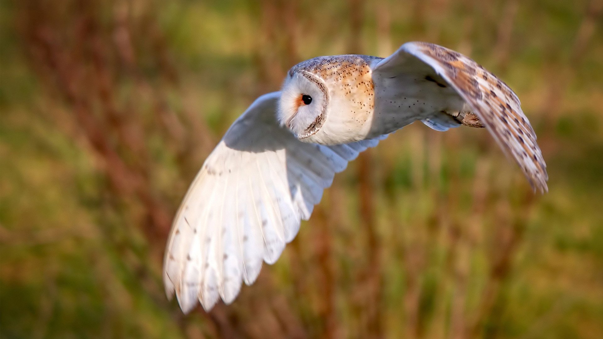开云下载-永恒三秒，体育场夜空下改写命运的弧线