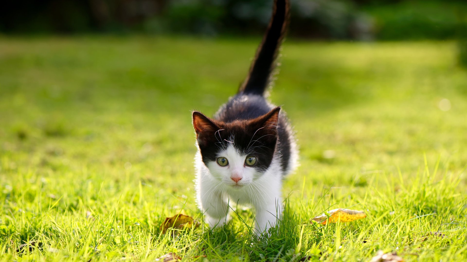 开云体育中国-巴黎之夜，阿根廷带走胜利，奥亚尔萨瓦尔高光难掩失利