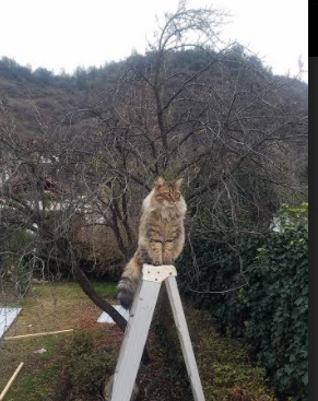 C罗攻防两端完美统治，马德里竞技力克土耳其劲旅